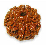 7-Augen-Rudraksha (Nepal) - für mehr Fülle, Reichtum & Leichtigkeit