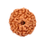 8-Augen-Rudraksha (Java) - Beseitigt Hindernisse, transformiert Negativität