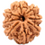 8-Augen-Rudraksha (Nepal) - Beseitigt Hindernisse, transformiert Negativität