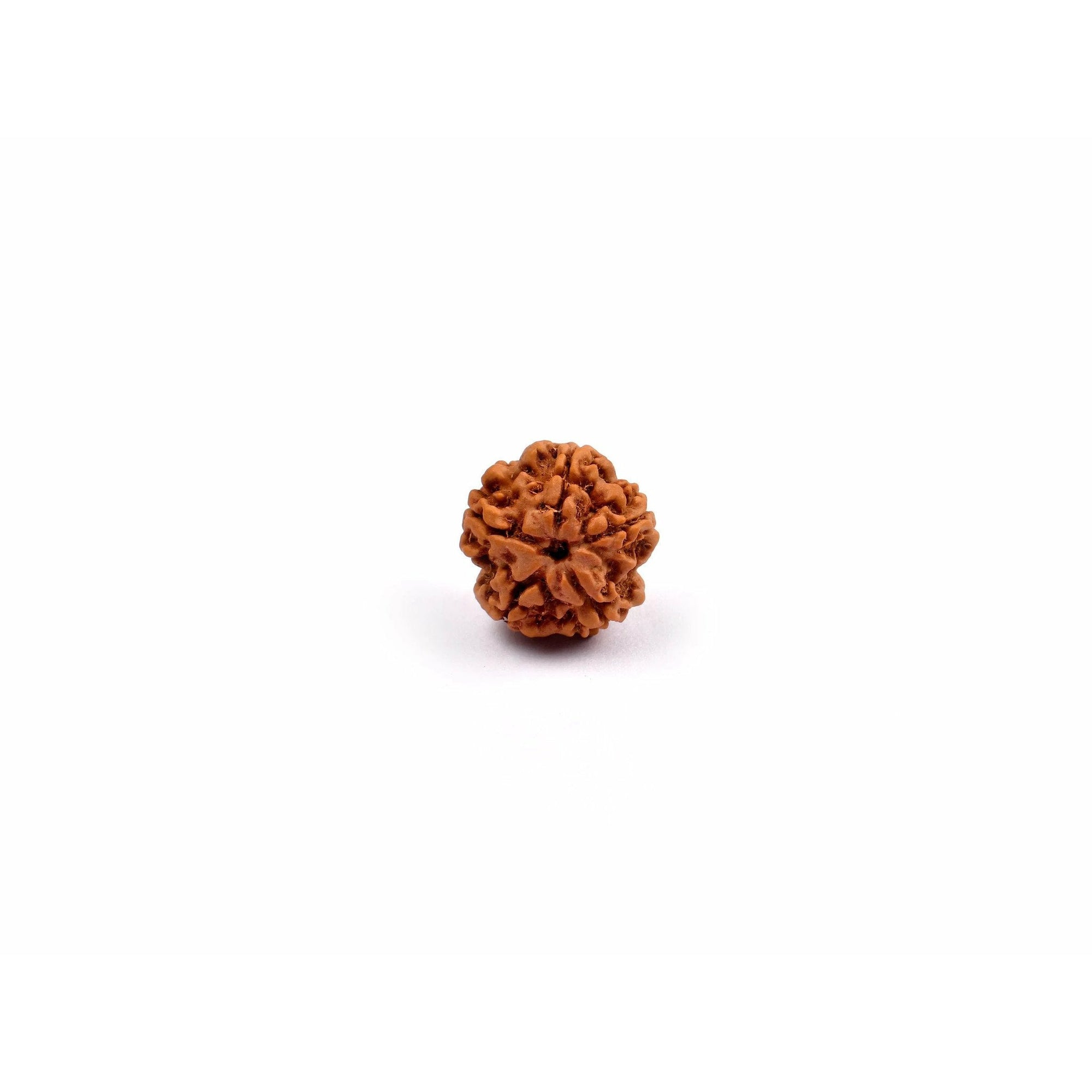5-Augen Rudraksha (Nepal) - Balanciert die fünf Elemente