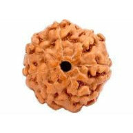 7-Augen-Rudraksha (Java) - für mehr Fülle, Reichtum & Leichtigkeit