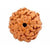 7-Augen-Rudraksha (Java) - für mehr Fülle, Reichtum & Leichtigkeit