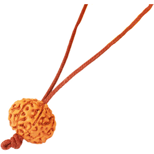 7-Augen-Rudraksha (Java) - für mehr Fülle, Reichtum & Leichtigkeit