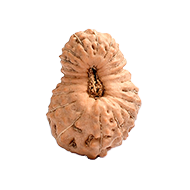 20-Augen-Rudraksha (Java) - Für immenses Wissen, Intellekt, Kraft und Wohlstand